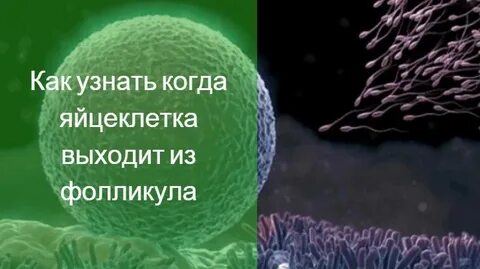 Во время месячных выходит яйцеклетка