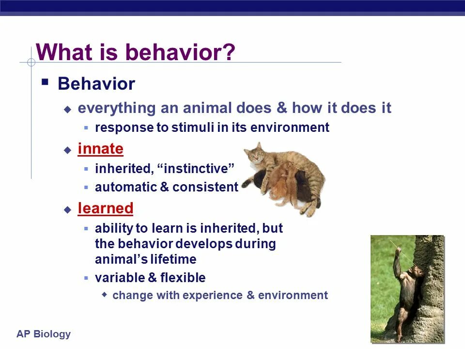 Animal behaviour. What is behavior. animal behaviorist. innate behavior. предложения со словом animal behaviourist.