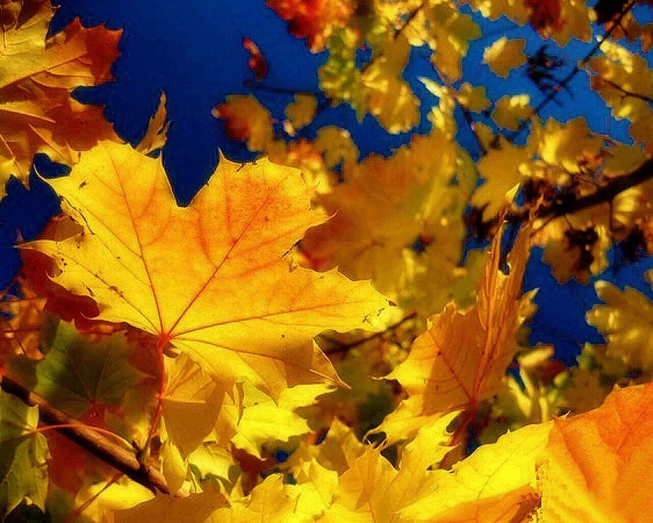 рябина в ноябре. арина шиповница (журавлиный лёт). октябрем 1 4 0 4. красивые натюрморты 1 сентября. предзимье рябина.