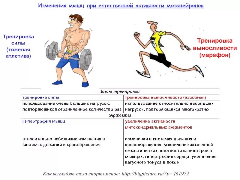 Развитие это 1 изменение организма. Упражнения для развития выносливости. Мышечная выносливость упражнения. Скоростная выносливость упражнения. Тренировка на развитие мышечной выносливости.