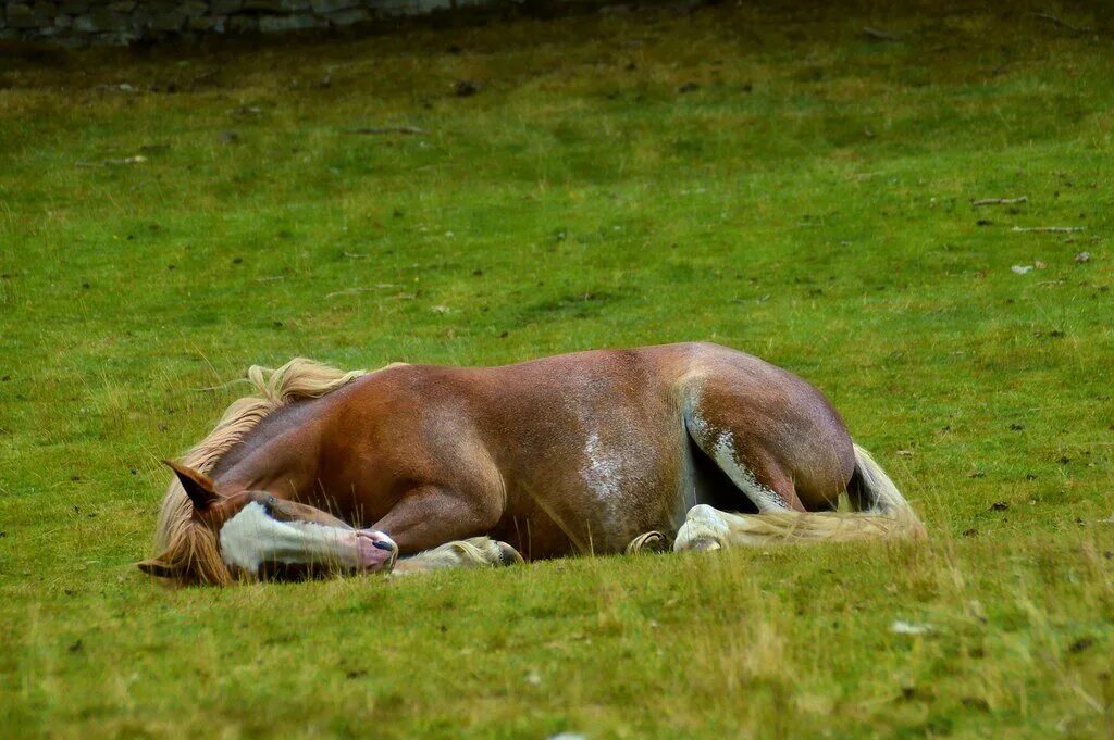 Беременна ли лошадь. Лошадь лежит. Спящие лошади. Лошадка лежит.