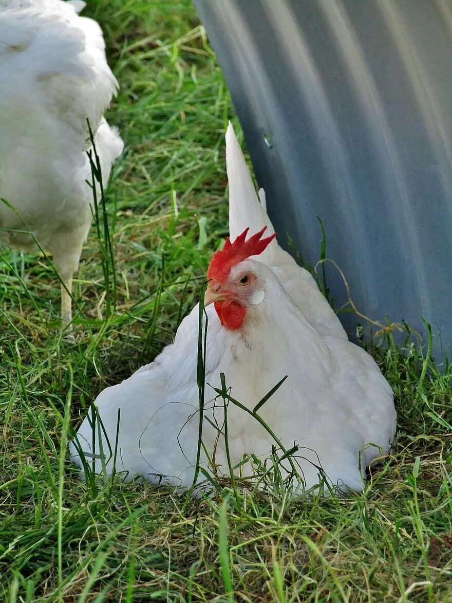 Курица гребень на бок порода белая. Белая курица. Белые куры. Куры белые с большим гребнем. Курица с большим гребешком.