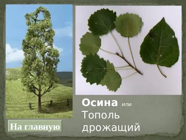 Как отличить тополь. Деревья осина и Тополь. Лист осины отличие от тополя. Стебель тополя дрожащего(осина). Осина и Тополь отличия.