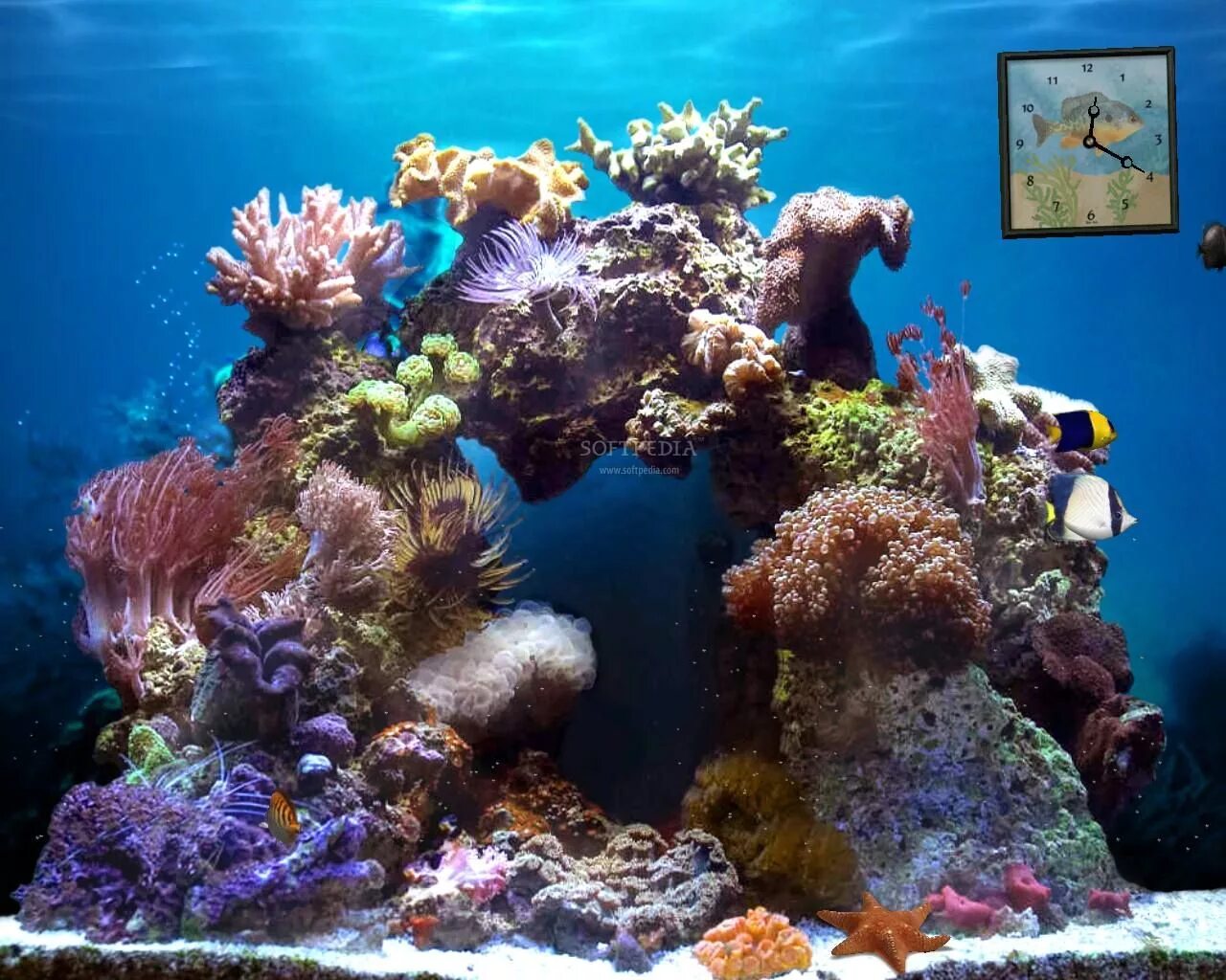 Морской аквариум коралловый риф. Кораллы для аквариума. Коралловый риф для аквариума. Аквариум 3д. Aquarium 3