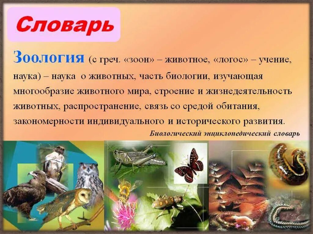 Зоологи выделяют