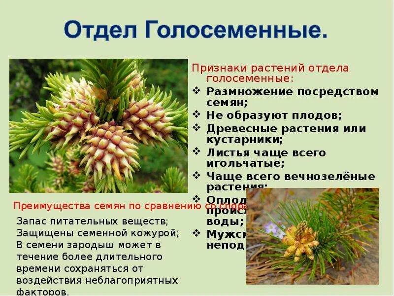 Какого значение голосеменных. Отдел голосеменные растения. признаки голосеменных растений. признаки отдела голосеменных. голосеменные кустарники.