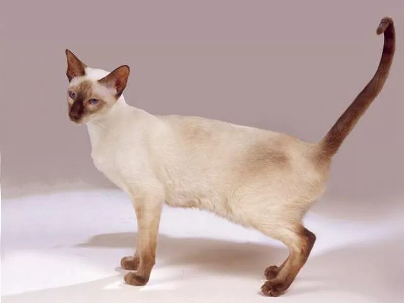 Хвост сиамской кошки. Сиамская порода кошек. Сиамская кошка стандарт породы. Сиамская кошка Ориентал. Ориентальная кошка сиамского окраса.
