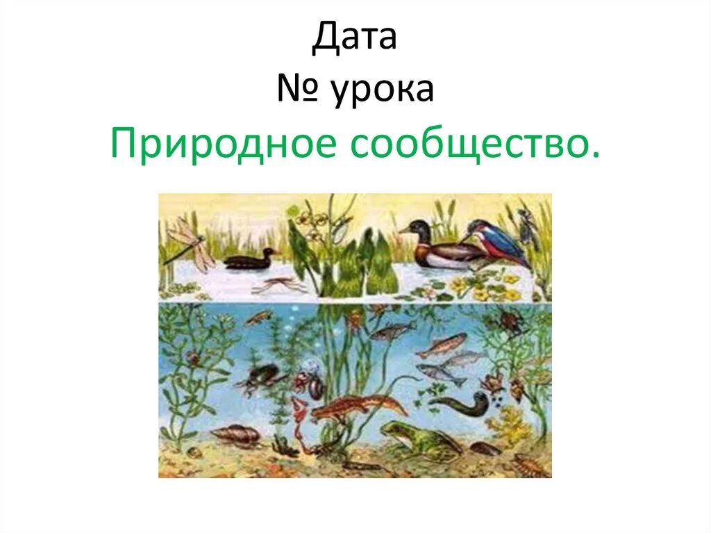 Видеоурок природные сообщества 5 класс биология