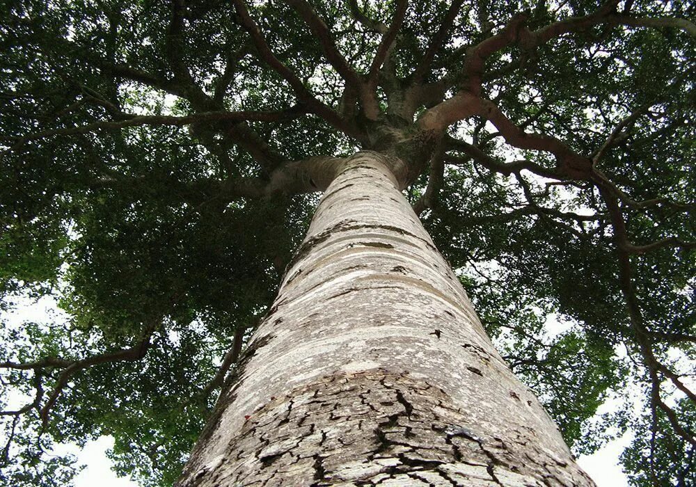 дерево поверхность. годичные кольца секвойи. ятоба плод. дуб бревно. прочная древесина.