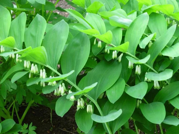 Как выглядит растение купена душистая Polygonatum Fireworks