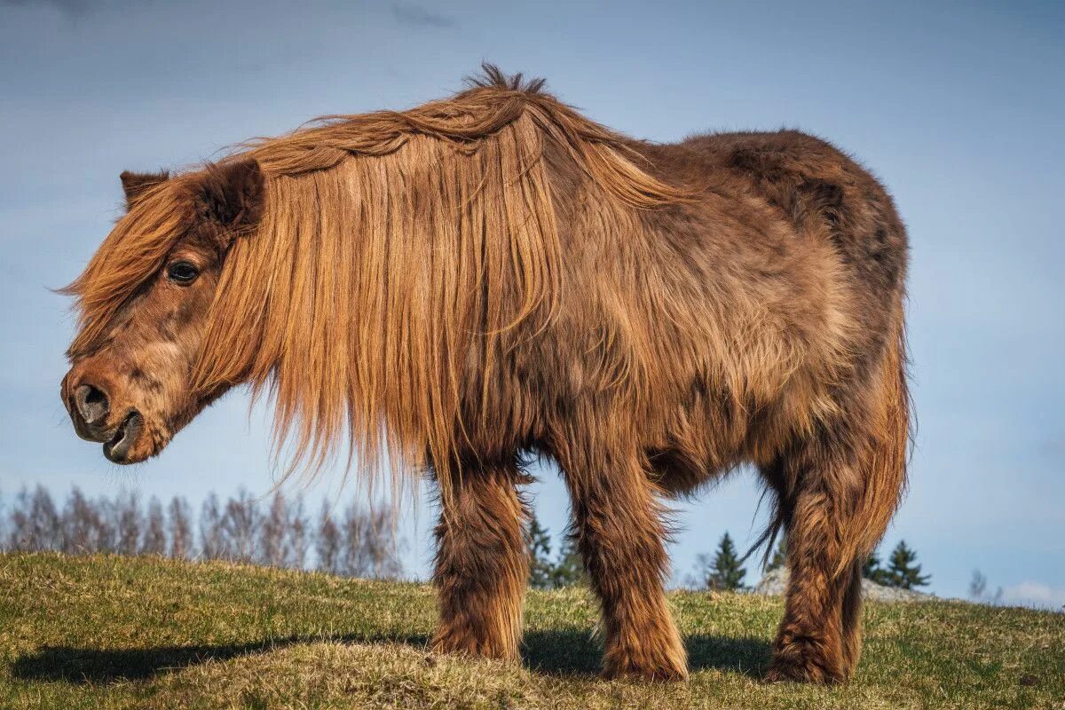 Лошадь породы цыганская упряжная. Лохматая пони. Лошадь породы gypsy vanner. Лохматые лошади. Волосатая лошадь.