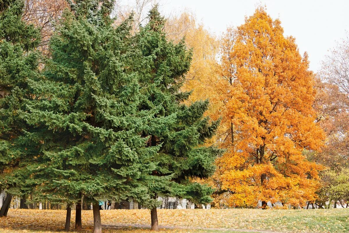 елка дерево. осень елки. дендропарк петрозаводск. ель в лесу. осень елки.
