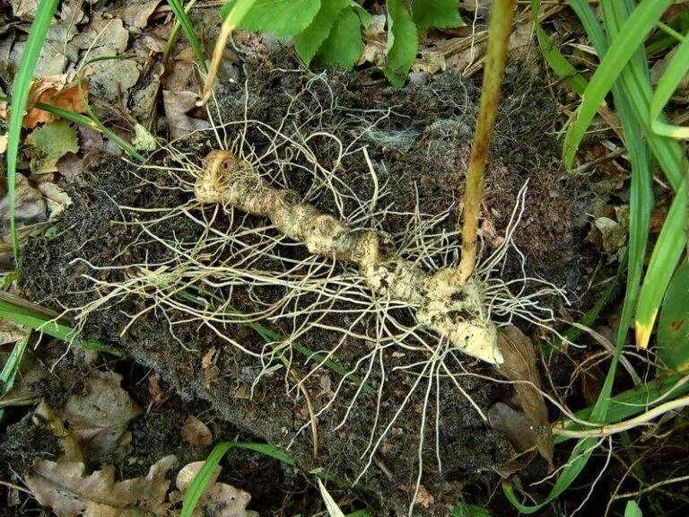 Плавно корень. Купена корень. Корневище купены. Корневище купены лекарственной. Купена многоцветковая корень.