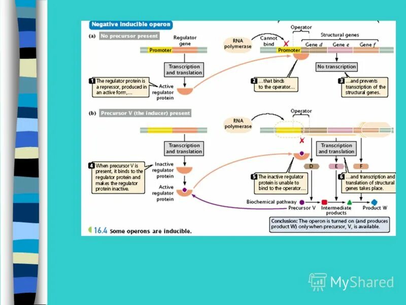 Цис регуляторные элементы. Ген данные. Геномная днк. Строение транскрипции днк. Ген данные.
