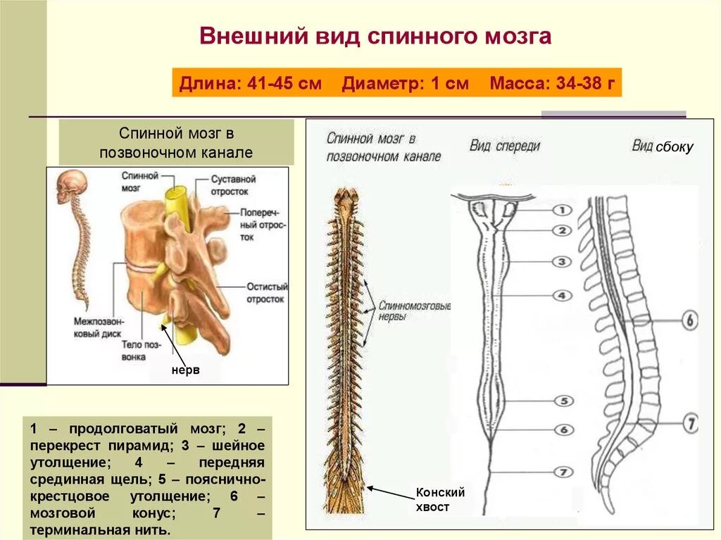 Спинной мозг входит в состав нервной системы. Строение спинного мозга вид сбоку. Строение спинного мозга внешнее строение. Строение спинного мозга конус. Терминальная нить спинного мозга.