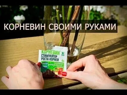 Корневин чем заменить для укоренения черенков