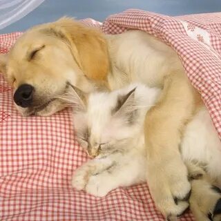 Сон щенок котенок