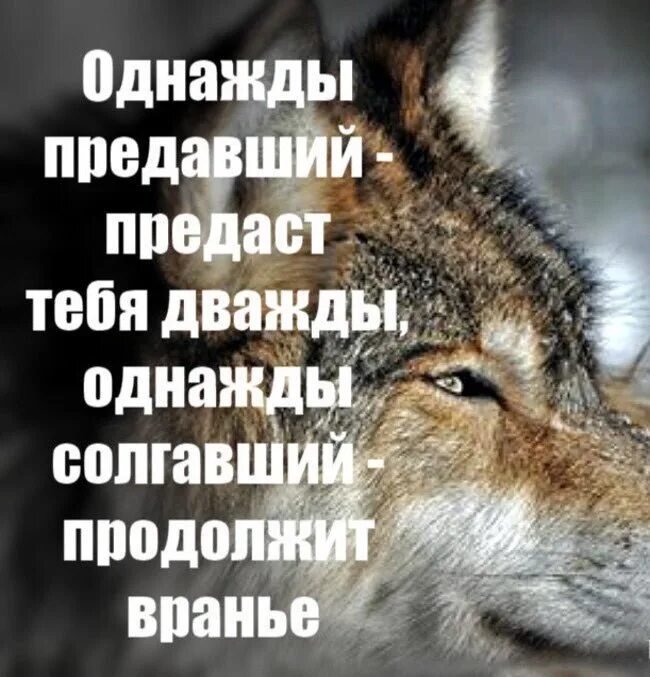 Обманывать кого нибудь. Волка предали. Волки цитаты о предательство. Статусы с волками. Волк прощает.