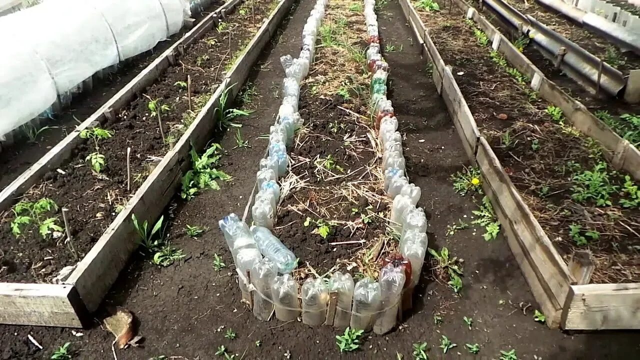 Как сделать грядку бутылками. Ограждение грядок бутылками. бордюр для грядок из пластиковых бутылок. грядки с пластиковых бутылок. ограждение грядок из пластиковых бутылок.