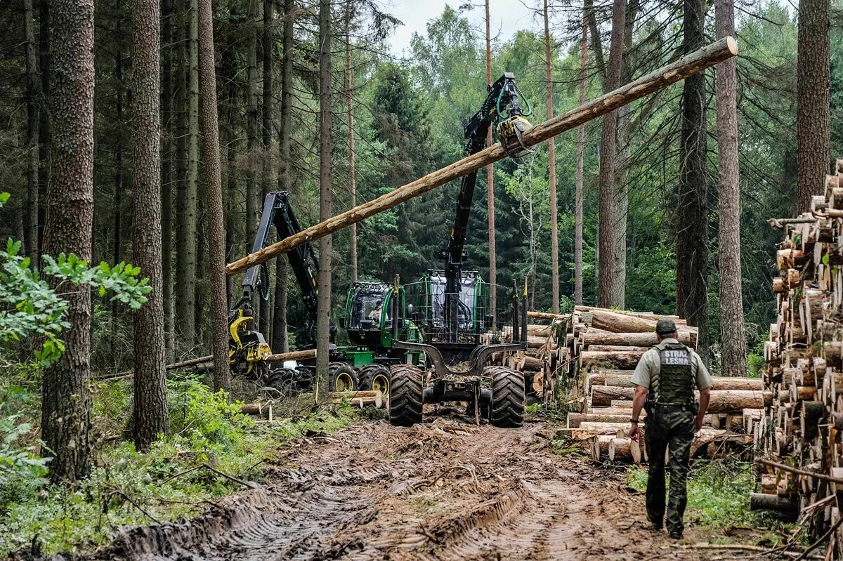 Cut down forest. Истощение лесов на Урале. Форест добыча дерева. Вырубленный лес Канада. Трелевка леса в Бразилии.