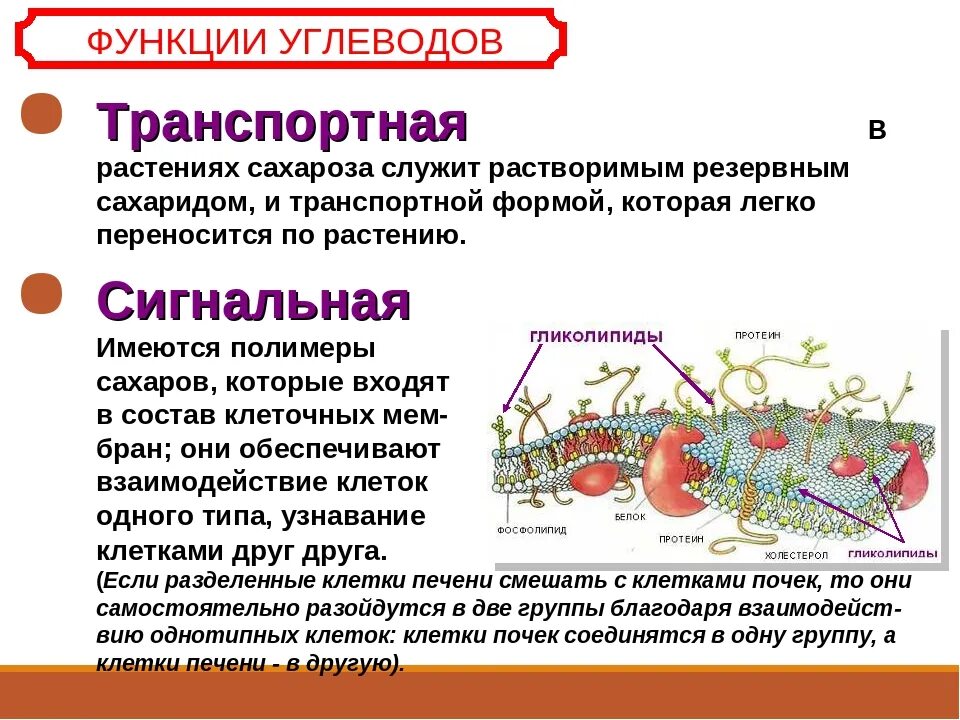 Транспортная функция углеводов. Сигнальная функция углеводов. Регуляторная функция углеводов. Транспортная функция углеводов в организме человека.