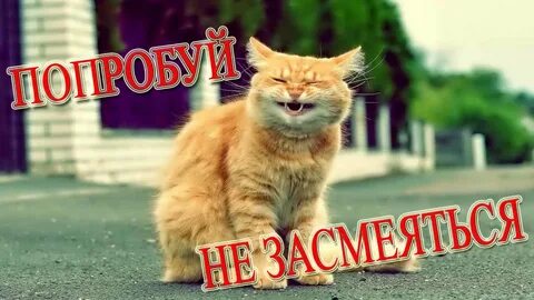 Приколы с котами с озвучкой без мата