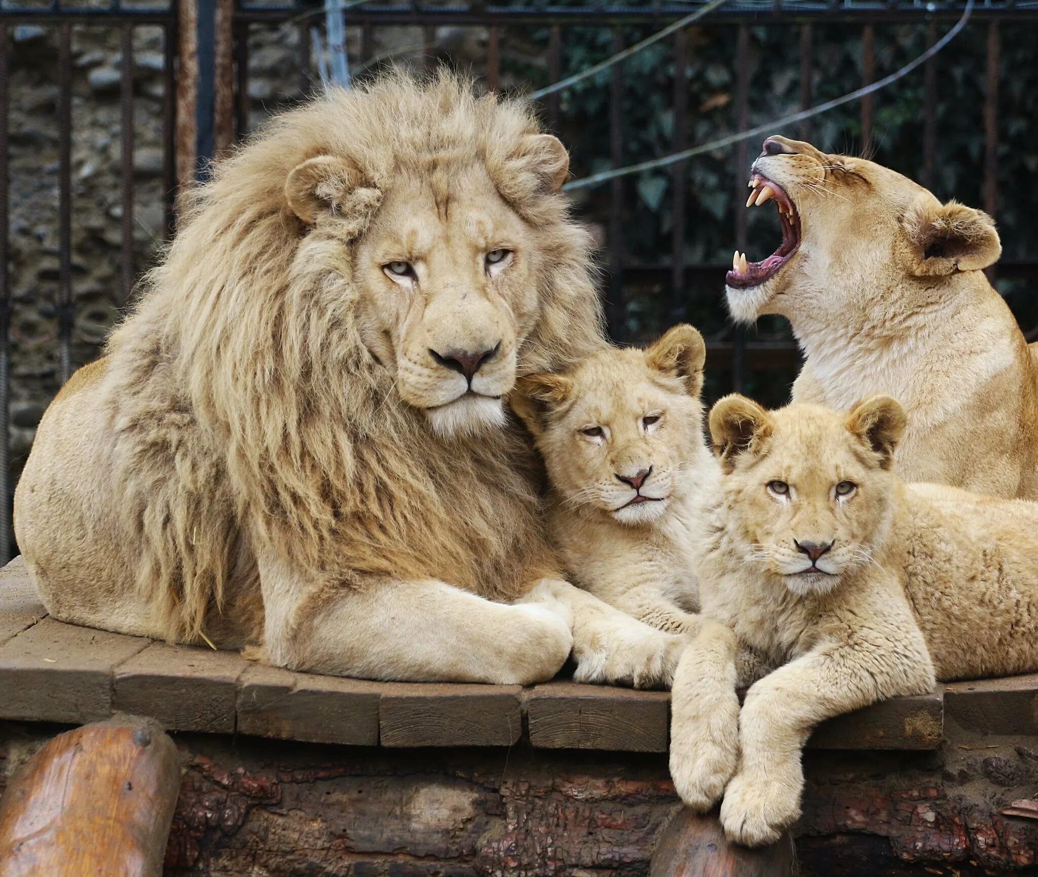 Спокойной ночи лев. Влюбленные звери. Львы любовь. Лев и львица. Лев и львица.