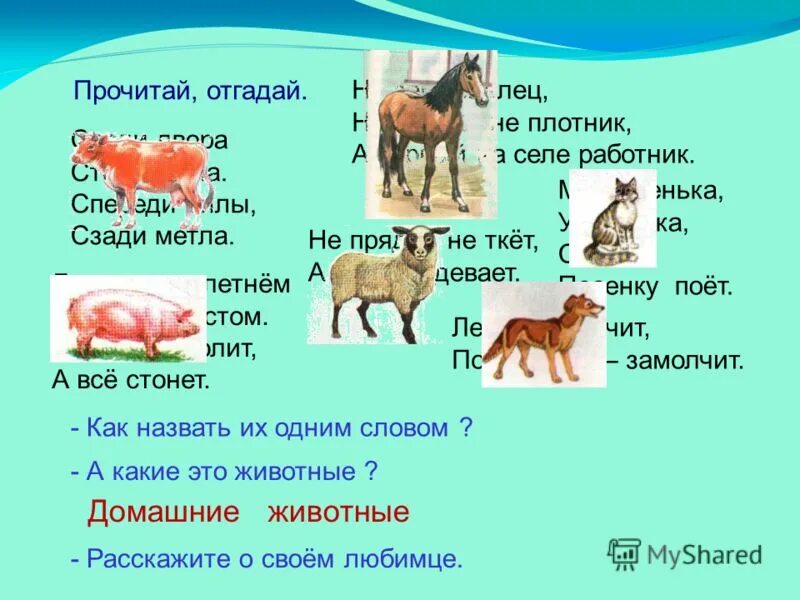 Год свиньи характеристика. Эмоции котов по хвосту. Загадки белым цветёт, зелёным висит, красным падает. Ничего не болит а все стонет. Рождённый в год свиньи.