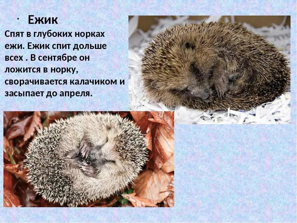 Когда ежи уходят в спячку на зиму. `;br d cgxrt. ежик в спячке. ежи в спячке.