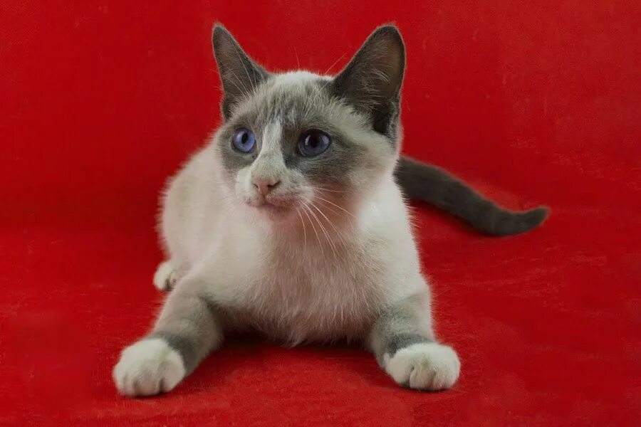 Сноу-шу кошка. Сиамский кот сноу шу. Котенок шу. Котенок шу. Тайская кошка сноу шу.