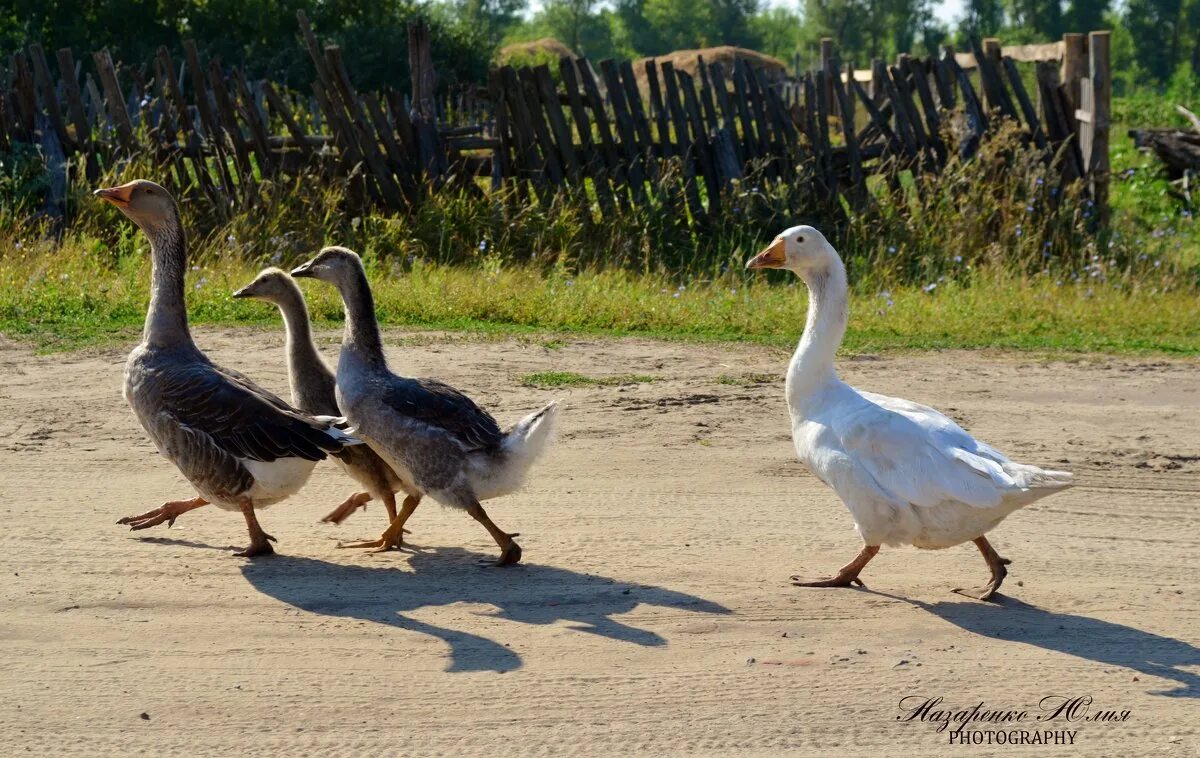 гуси переходят дорогу. и дорогу гуси переходят. и дорогу гуси переходят. гусь деревенский. гуси переходят дорогу.
