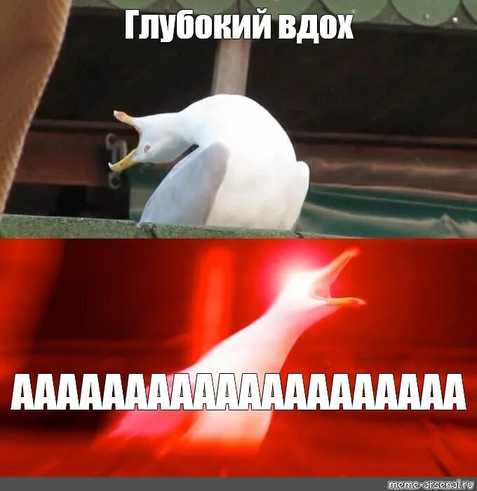 Чайка Мем. Глубокий вдох. Мем с чайкой глубокий вдох. Глубокий вдох форум