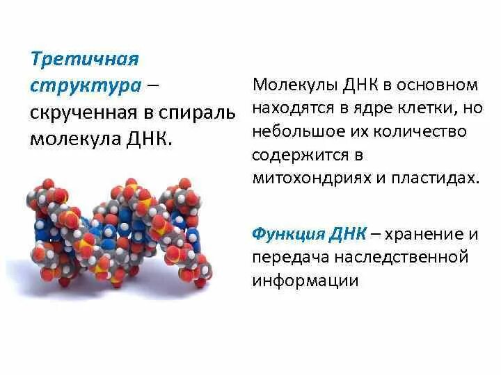 Какие структуры в ядрах содержат днк. Третичная структура ДНК. Третичная молекула ДНК это. Третичная структура ДНК находится в ядра. Молекулы ДНК находятся в ядре.