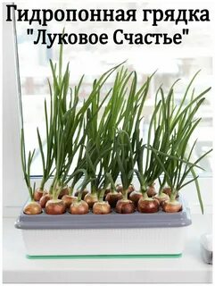 Как быстро прорастить лук на зелень