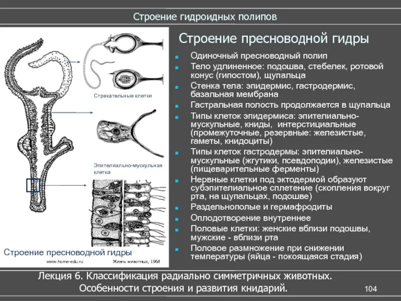 Имеет гастральную полость