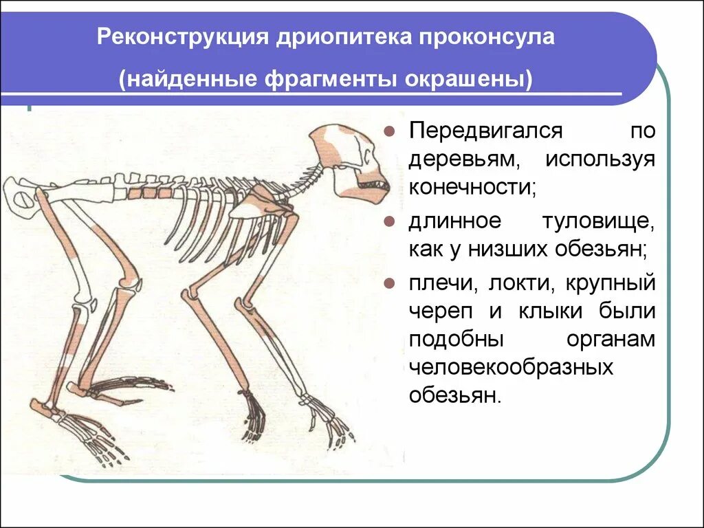 Каковы особенности строения передних конечностей у приматов