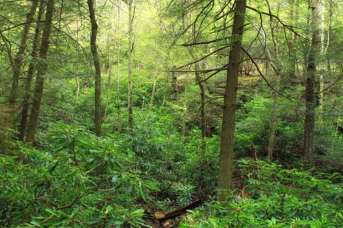 Dense forest