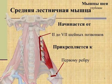 Передняя лестничная мышца