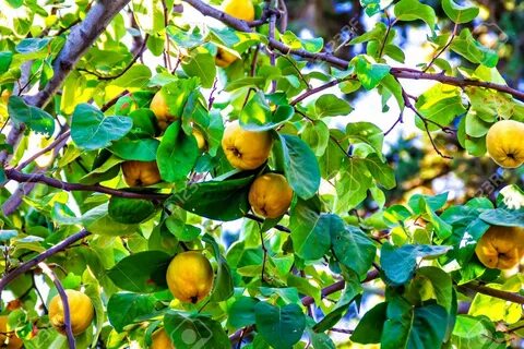 The fruit is ripe