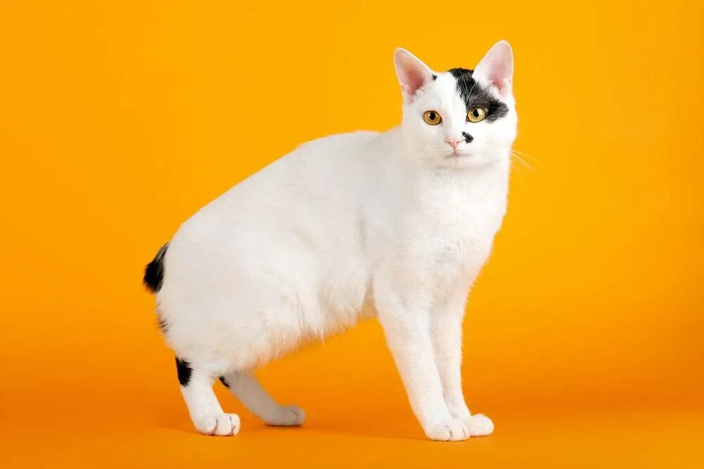 Рассмотрите фотографию кошки породы японский бобтейл. Японский бобтейл. Кот японский бобтейл. Порода кошек японский бобтейл. Японский бобтейл короткошёрстный.