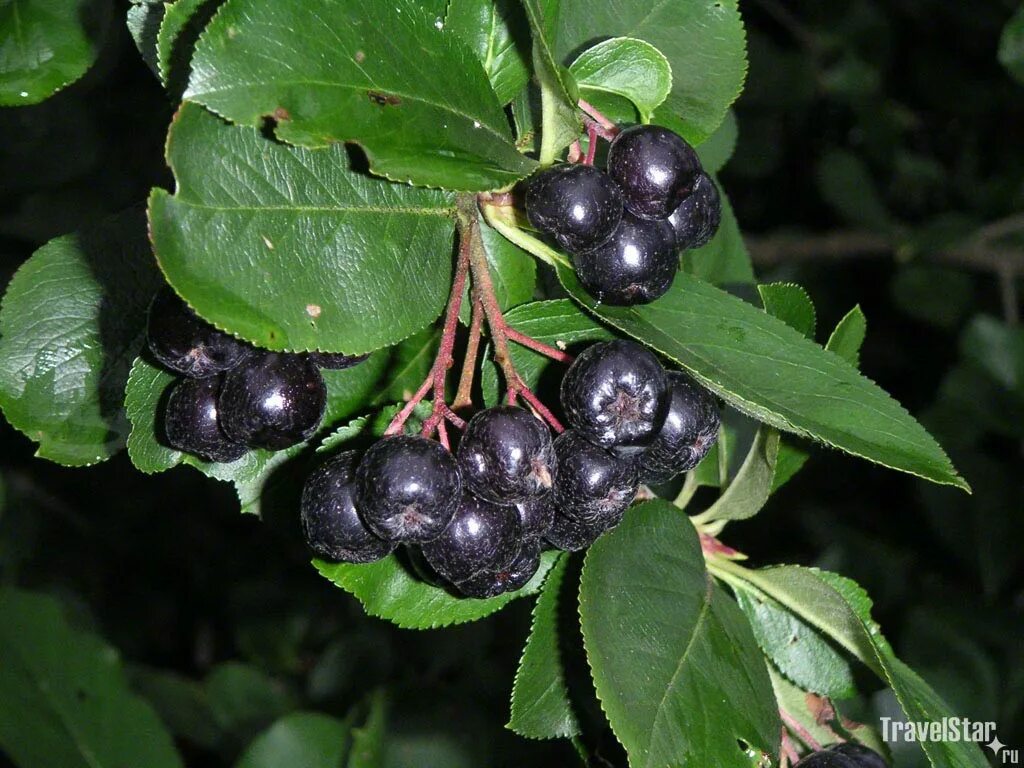 Арония черноплодная (Aronia melanocarpa). Рябина черноплодная арония Неро ‒. Рябина черноплодная Фармакогнозия. Плоды аронии черноплодной сырье. Черноплодная рябина коренной абориген америки была