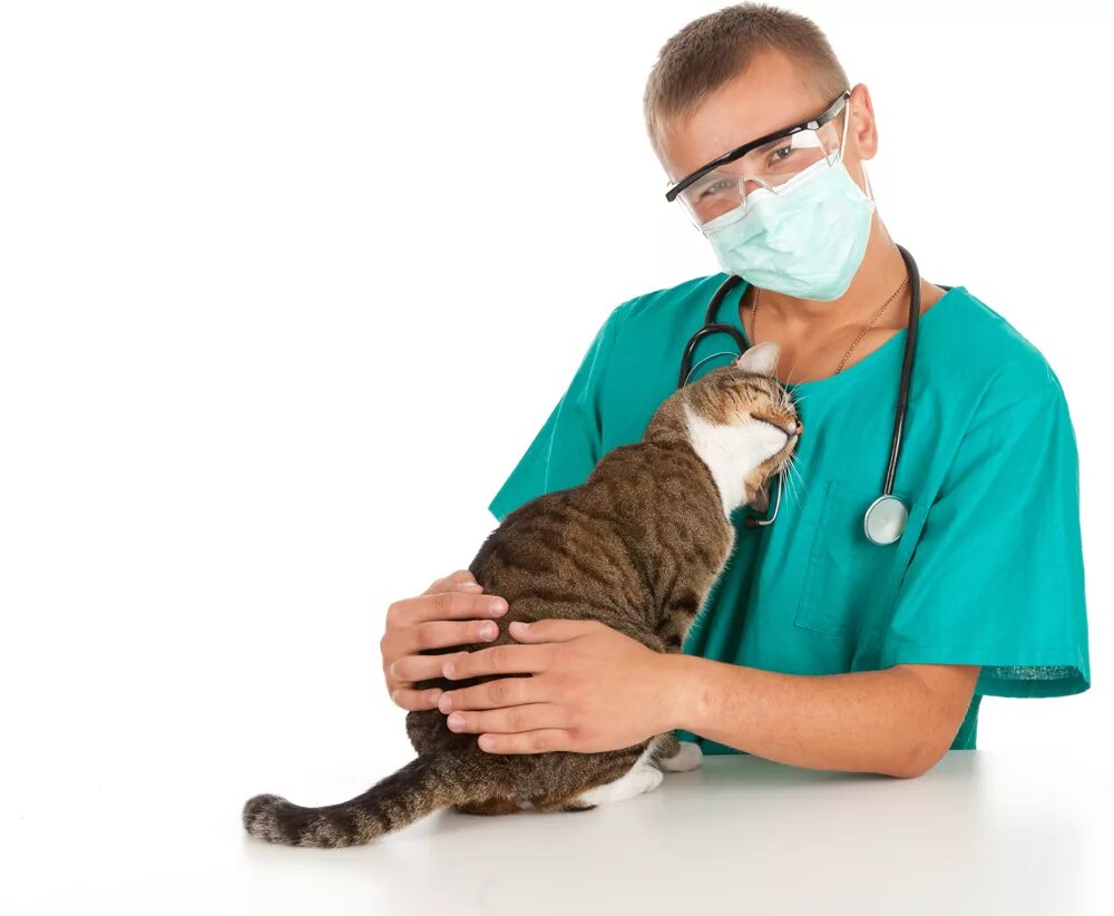 Ветеринар котят. Кошка ветеринария. ветеринар с кошкой. кошка в ветеринарной клинике. котенок у ветеринара.