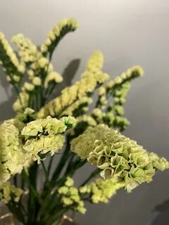 Статица сухоцвет
