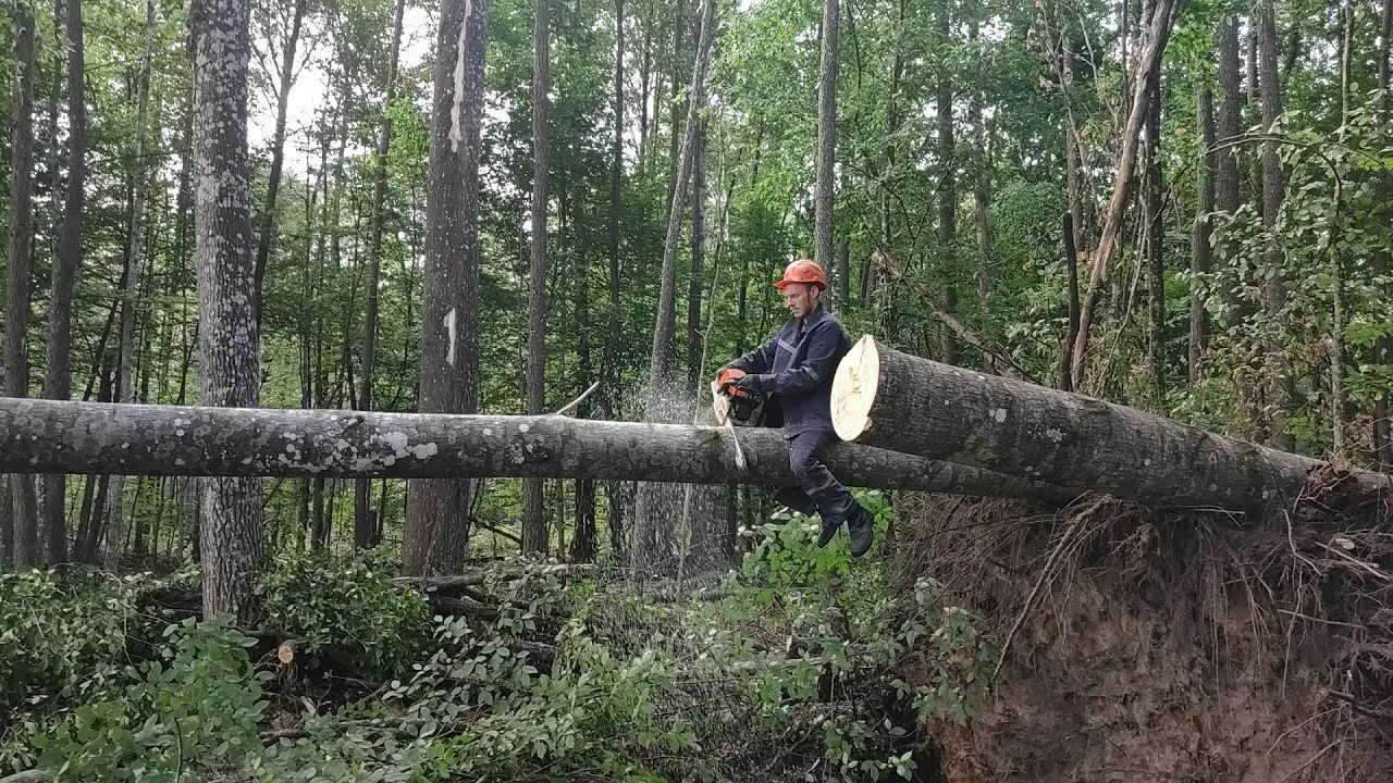 Валка леса бензопилой. Вырубленные деревья. Рубка новое слово. Валка дуба. Объявление о запрете вырубки деревьев.