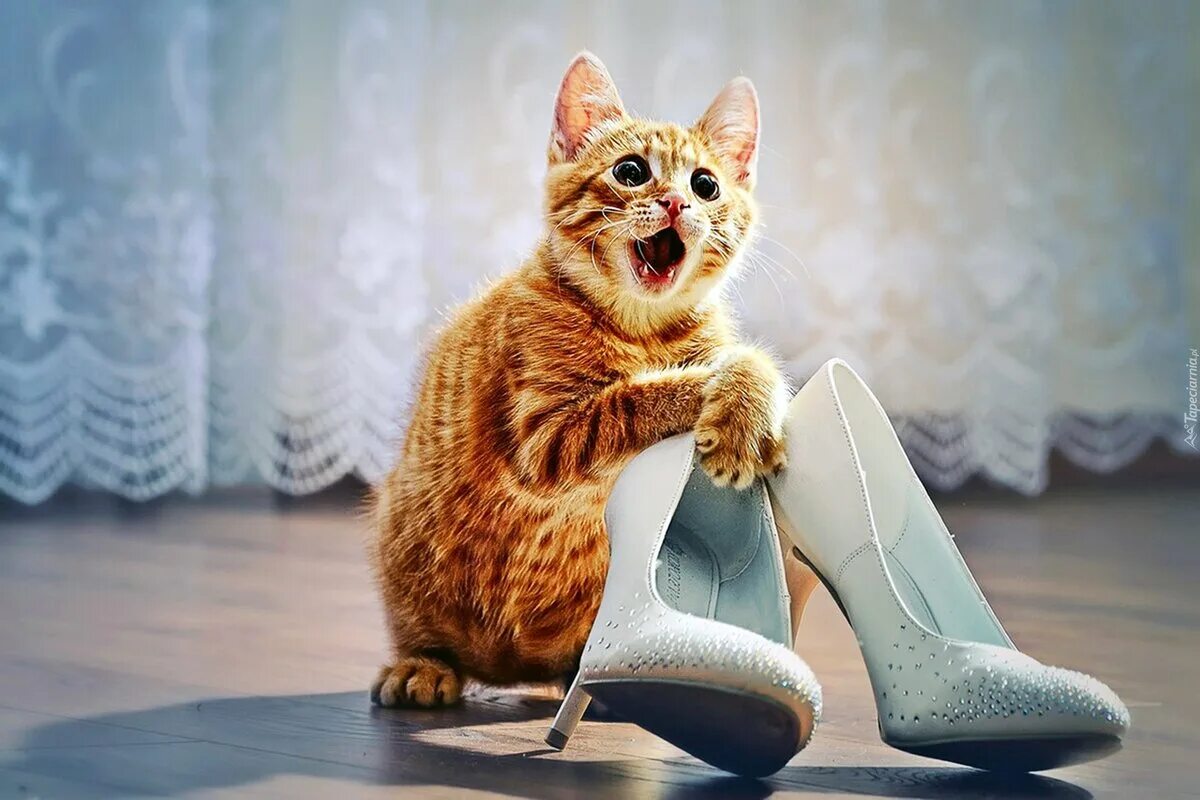 Мамма Миа итальяно писуаро. Забавные кошки. Кошка в туфлях. Рыжий кот и туфли. Смешные коты 2024