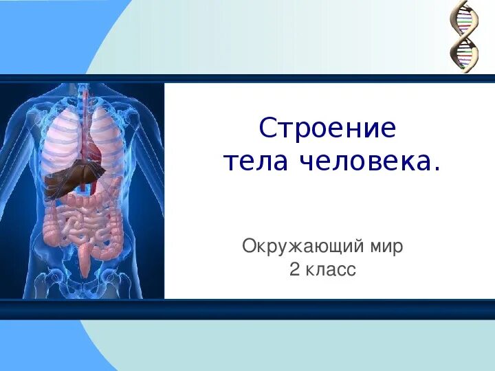 Строение организма человека краткий пересказ. Строение организма человека. Как устроен человек 2 класс презентация. Строение организма человека краткий пересказ. Внутреняя строение человека.