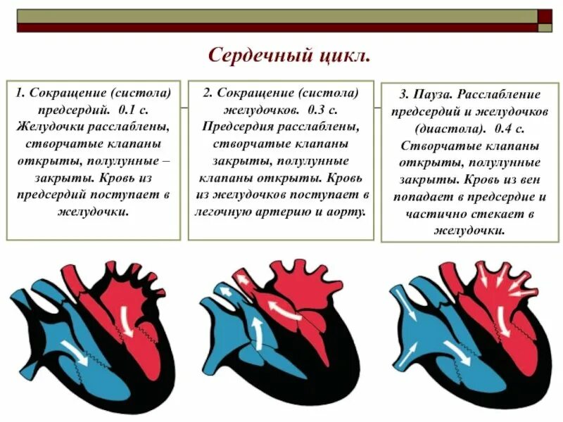 Признаки сердечной деятельности. Фаза сердечного цикла систола желудочков. Строение сердца систола диастола. Три фазы сердечного сокращения у млекопитающих. Сердечный цикл створчатые клапаны.