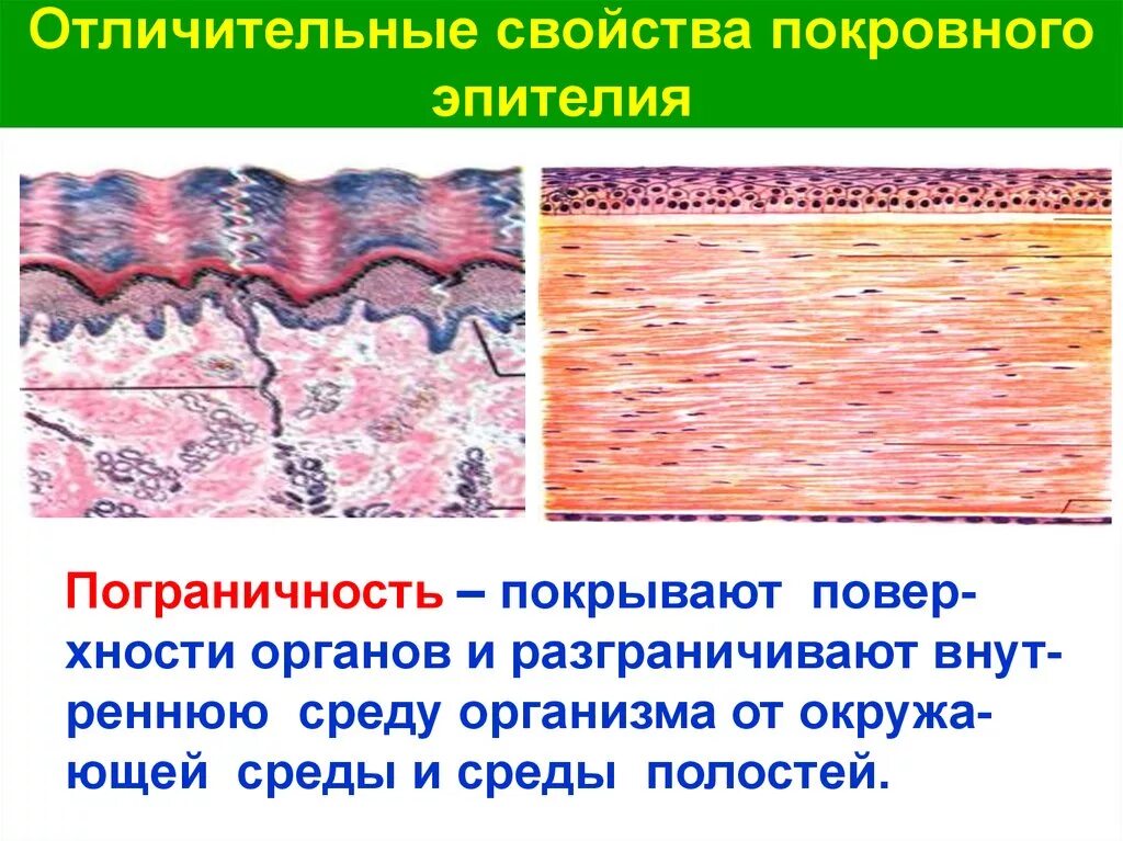 Какие признаки характерны для эпителиальной ткани