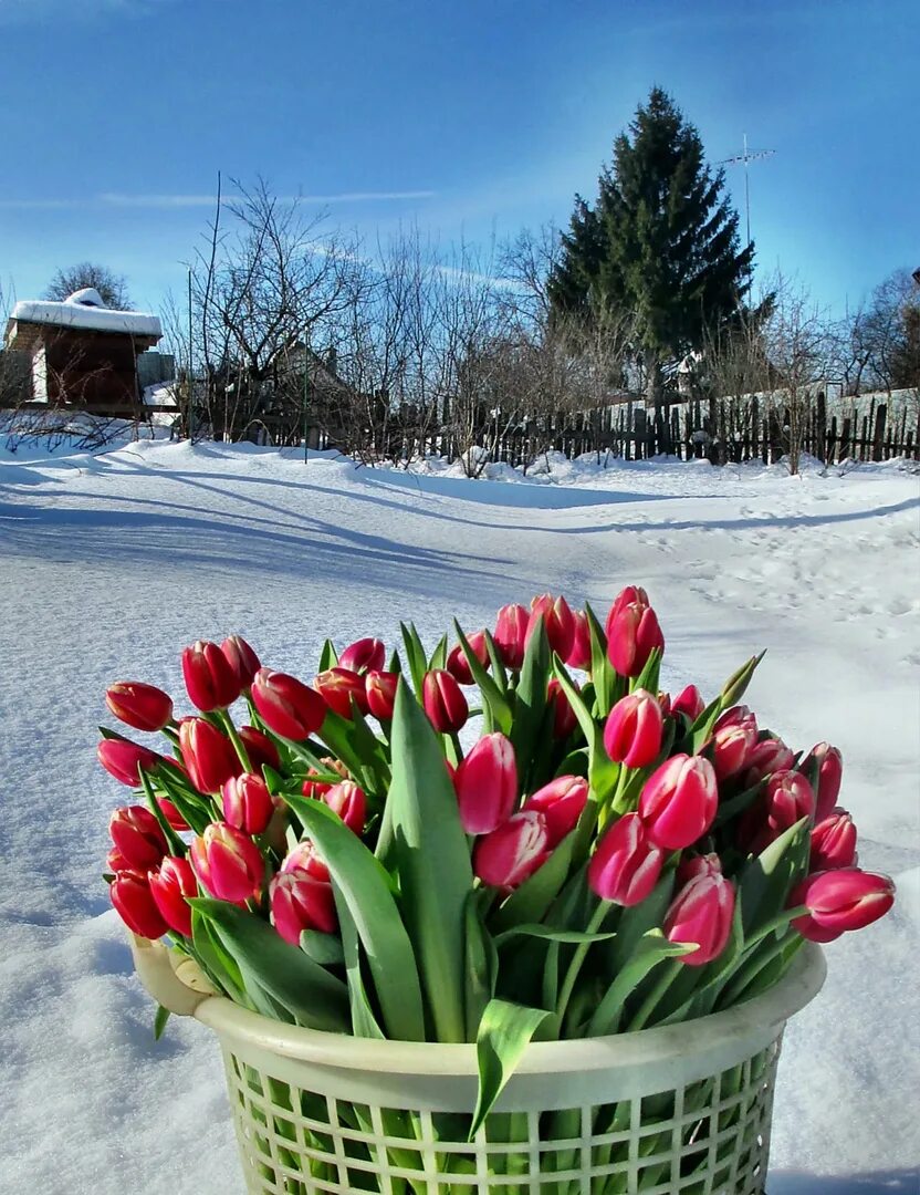 Букет весенних цветов. Тюльпаны в феврале. Весенние тюльпаны. Так хочется тюльпанов в январе. Букет весенних цветов.
