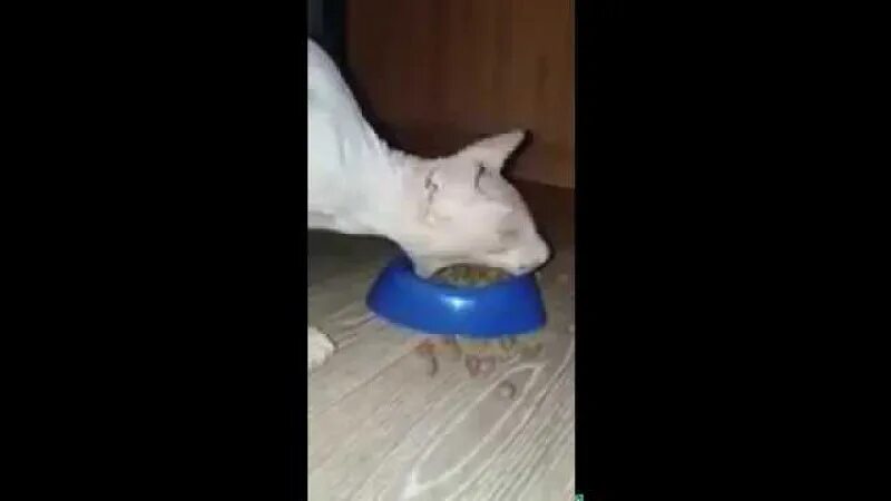 Кот экскаватор видео прикол. Кот экскаватор ест корм. Кот экскаватор видео. Кот экскаватор видео. Сфинкс кот экскаватор.